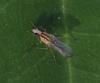Cordilura albipes